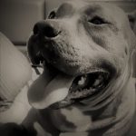 I chose this photo because it symbolizes one of my dogs which is a significant part of the joy I have for most of the day, as when we are sad they also stay by our side, not wanting to judge but just showing that we are not alone .