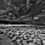 The insanity of the sea keeps the mind sane. Where the wildlife meets human contact.