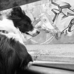 My idea was to take the dog hair movement with street art in the background, integrating these two elements.
